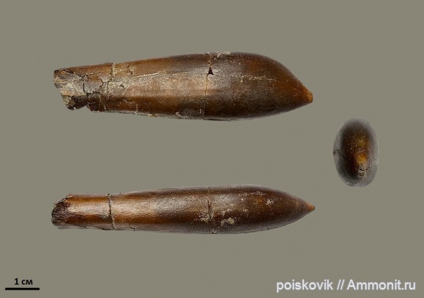 белемниты, головоногие моллюски, Крым, Duvalia, Балаклава, дювалии, belemnites