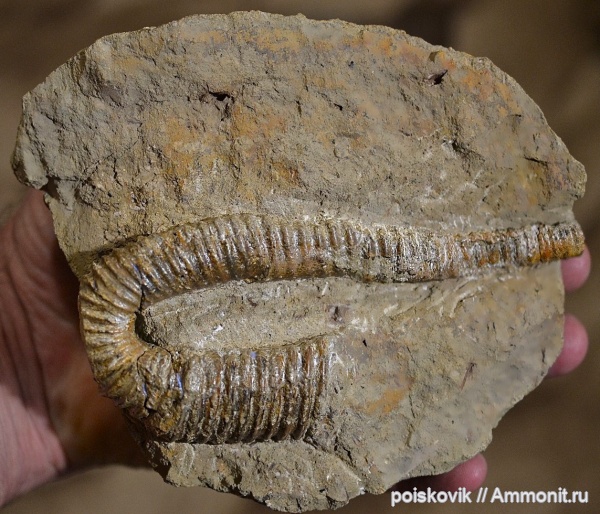 аммониты, гетероморфные аммониты, головоногие моллюски, альб, Крым, Ammonites, Балаклава, Hamites, heteromorph ammonites, эрратические валуны, верхний альб