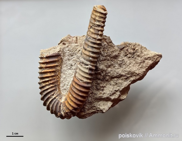 аммониты, головоногие моллюски, альб, Крым, Балаклава, эрратические валуны