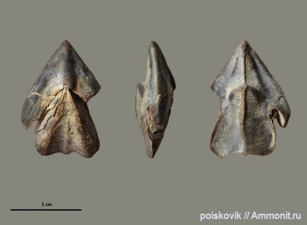 головоногие моллюски, Крым, ринхолиты, Hadrocheilus, Gonatocheilus, Hadrocheilus (Dentatobeccus)
