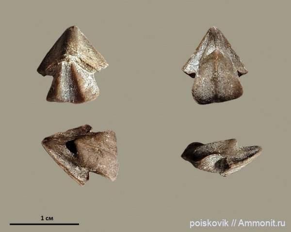 оксфорд, Крым, ринхолиты, Hadrocheilus (Dentatobeccus)