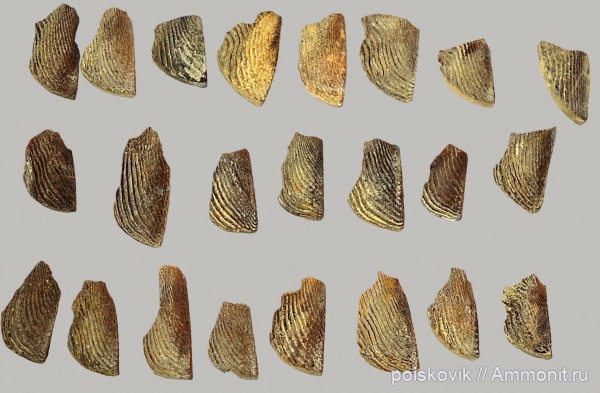 головоногие моллюски, берриас, Крым, аптихи, Punctaptychus, Aptychi, Berriasian