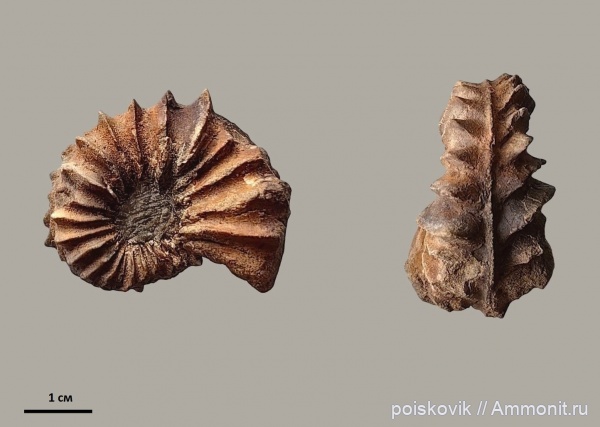 аммониты, головоногие моллюски, альб, Крым, Балаклава, Dipoloceras