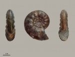 Kossmatella agassizianus