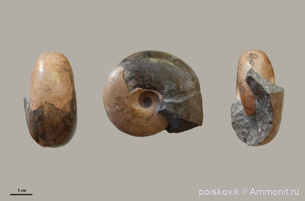 аммониты, головоногие моллюски, альб, Крым, Desmoceras, Ammonites, Балаклава, Albian, эрратические валуны, верхний альб