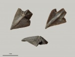 Leptocheilus