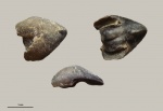 Gonatocheilus