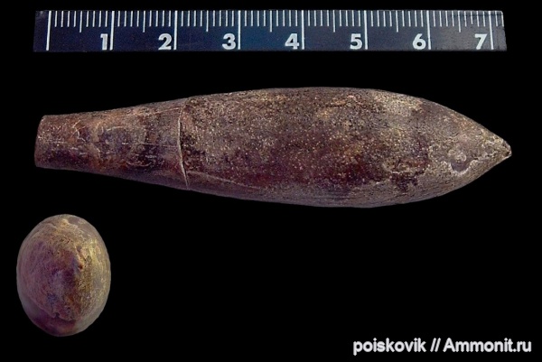 белемниты, головоногие моллюски, Крым, апт, Aptian, belemnites