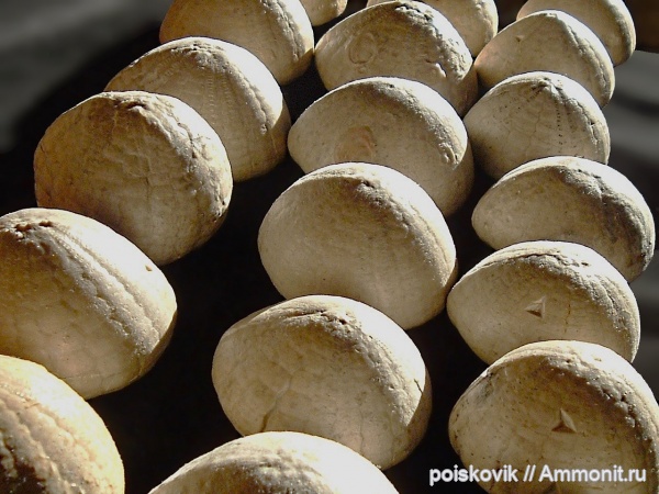 морские ежи, иглокожие, Крым