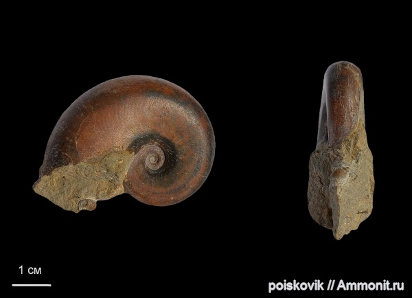 аммониты, головоногие моллюски, берриас, Крым, Ammonites, Neolissoceras, Berriasian