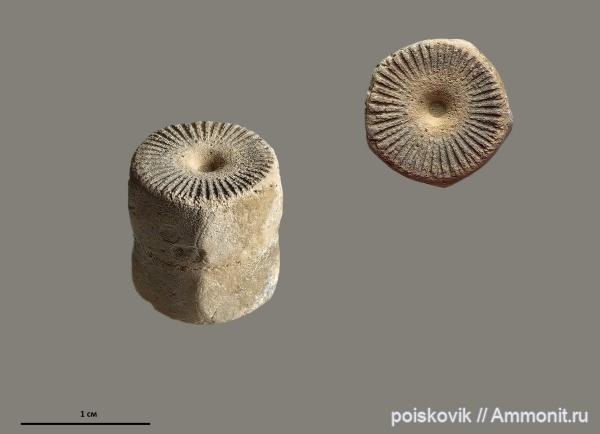 морские лилии, иглокожие, криноидеи, Крым