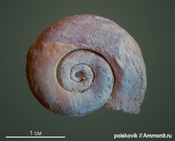 гастроподы, брюхоногие моллюски, Крым
