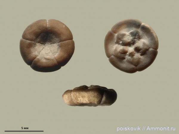 морские лилии, иглокожие, криноидеи, Крым, Cyrtocrinida, Sclerocrinus, Sclerocrinus compressus