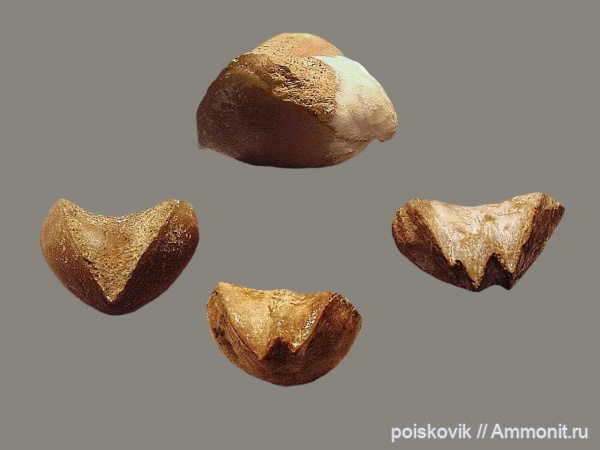 брахиоподы, Крым, баррем, нижний баррем, Lacunosella, Lacunosella eichwaldi, Lacunosella malbosi, Lacunosella moutoniana