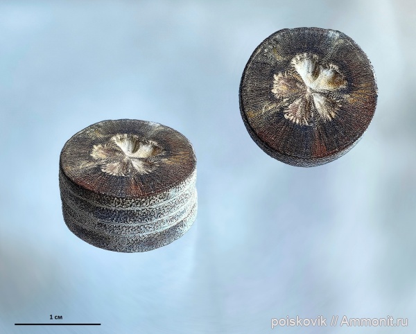 морские лилии, криноидеи, Крым, Austinocrinus