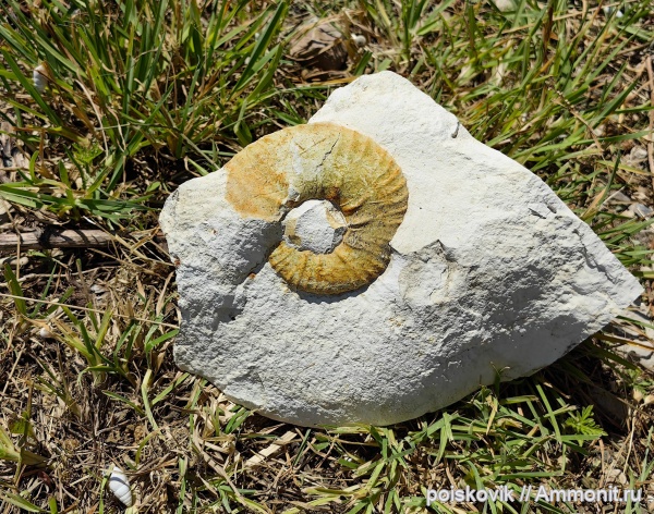 аммониты, Крым, Pachydiscus