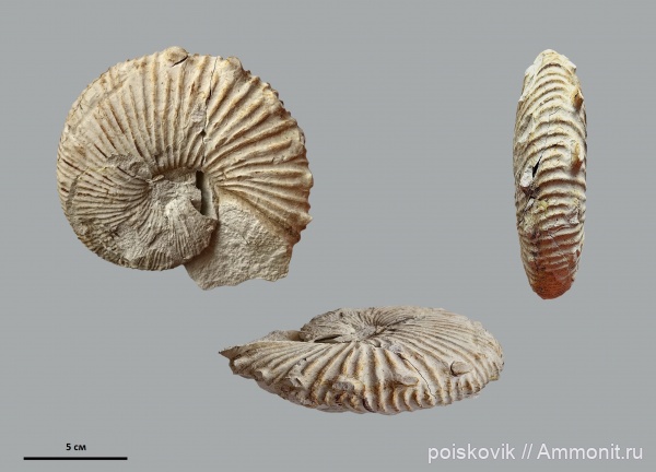 аммониты, Крым, Hoploscaphites