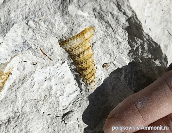 гастроподы, брюхоногие моллюски, Крым