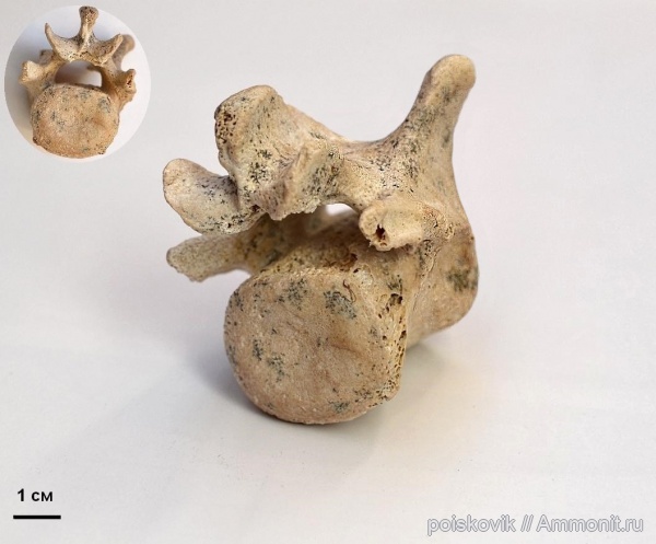 позвоночные, млекопитающие, Крым, позвонки, тюлени