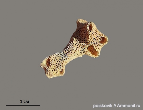 мшанки, Крым, Балаклава