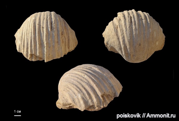 брахиоподы, Gigantoproductus, Gigantoproductus crassus