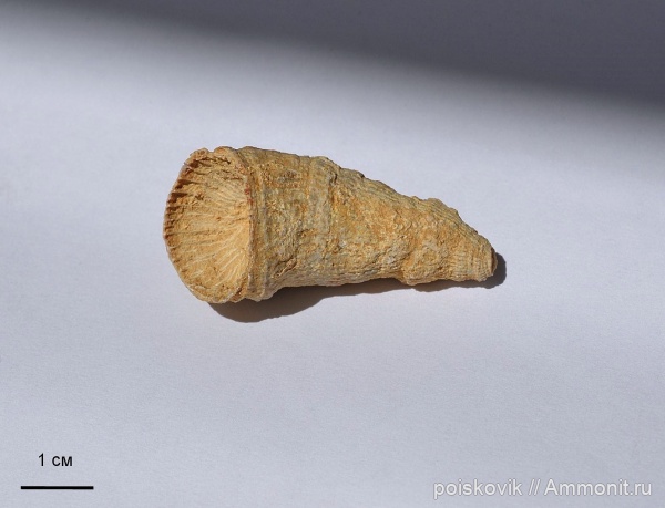 кораллы, Pseudobradyphyllum, ругозы, Pseudobradyphyllum nikitini