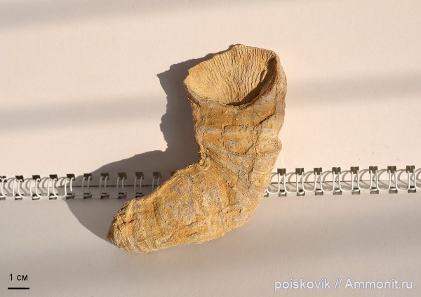 кораллы, Gshelia rouilleri