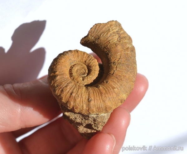 аммониты, головоногие моллюски, Крым, баррем, нижний баррем, Ammonites, Emericiceras, Barremian
