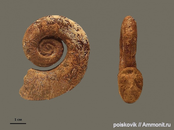 аммониты, гетероморфные аммониты, головоногие моллюски, Крым, баррем, нижний баррем, Crioceratites, Ammonites, Barremian, heteromorph ammonites