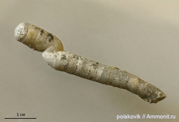 серпулы, Крым