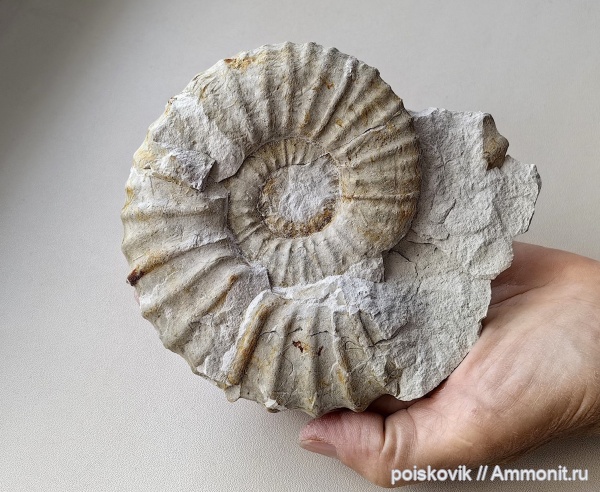 аммониты, Крым, Pseudokossmaticeras