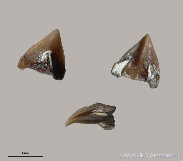 Крым, ринхолиты, Akidocheilus, Akidocheilus (Planecapula)