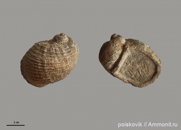 гастроподы, брюхоногие моллюски, Крым, Turbinopsis