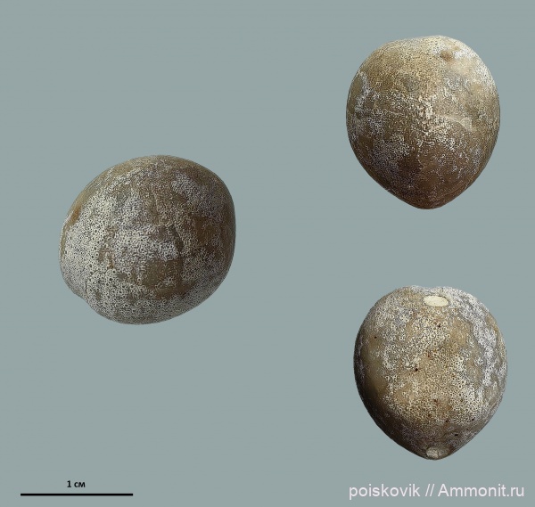 морские ежи, иглокожие, Крым, кампан, Offaster