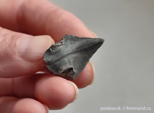 Крым, ринхолиты