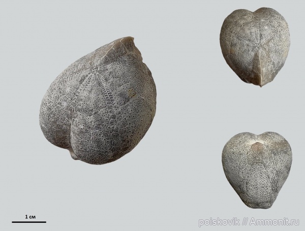 морские ежи, иглокожие, Крым, Micraster