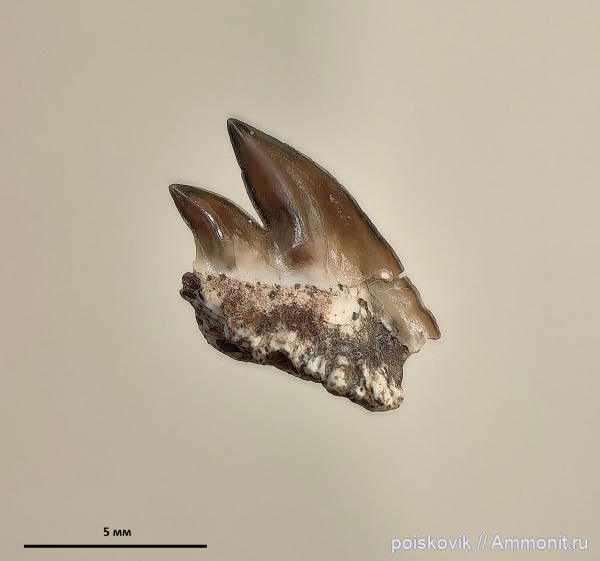 оксфорд, рыбы, Крым, зубы акул, Notidanoides