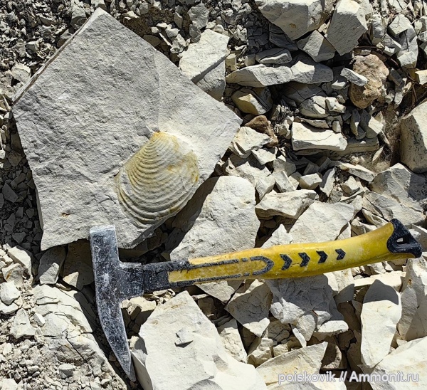 двустворчатые моллюски, Крым, Inoceramus