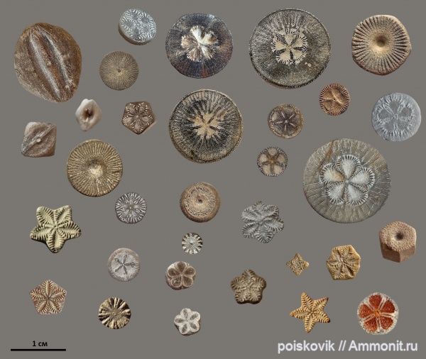 Морские лилии Крыма