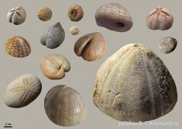 Морские ежи Крыма