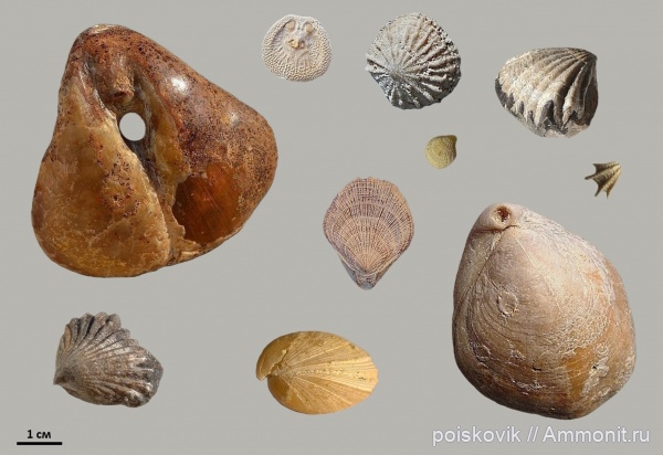 Брахиоподы Крыма