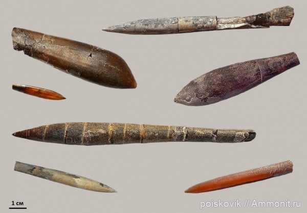 Белемниты Крыма