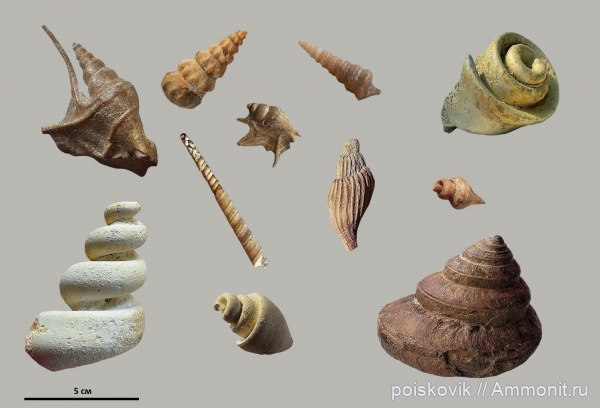 гастроподы, брюхоногие моллюски, Крым