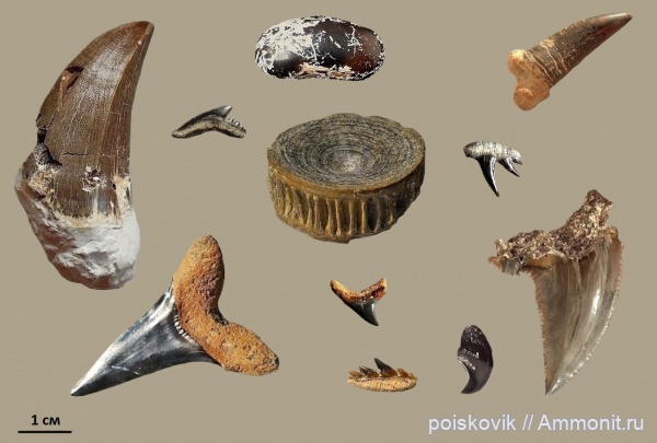 рептилии, рыбы, Крым