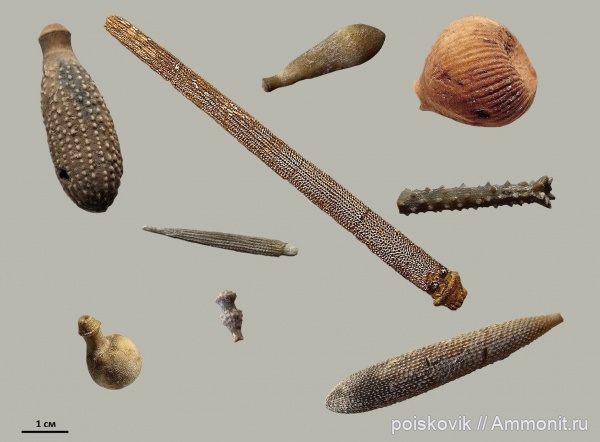 Иглы морских ежей Крыма