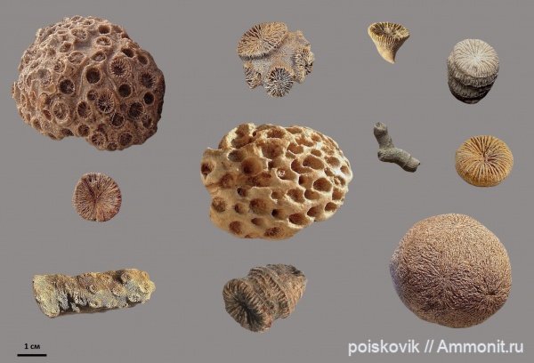 Кораллы Крыма