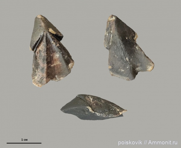 Крым, ринхолиты, Балаклава, Hadrocheilus, Hadrocheilus (Microbeccus) dentatus
