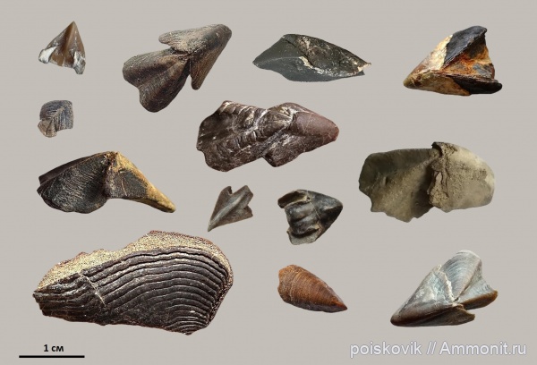 Ринхолиты и аптихи