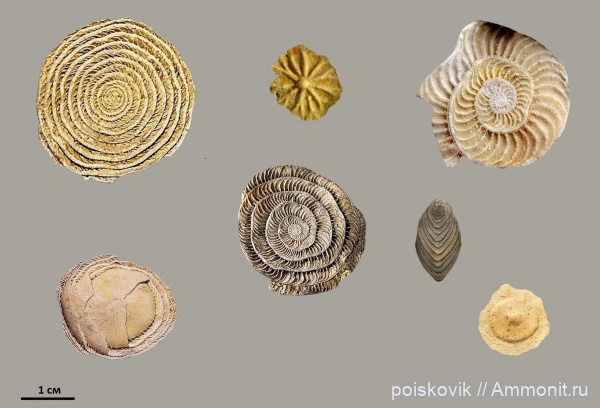 фораминиферы, Крым