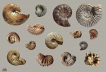 Аммониты Крыма